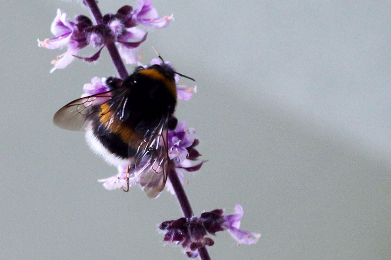 Nahaufnahme einer Hummel auf einer Blüte