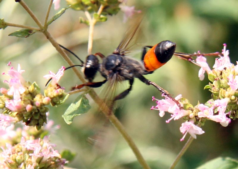 Nahaufnahme eines Insekts