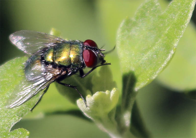 Nahaufnahme einer Fliege