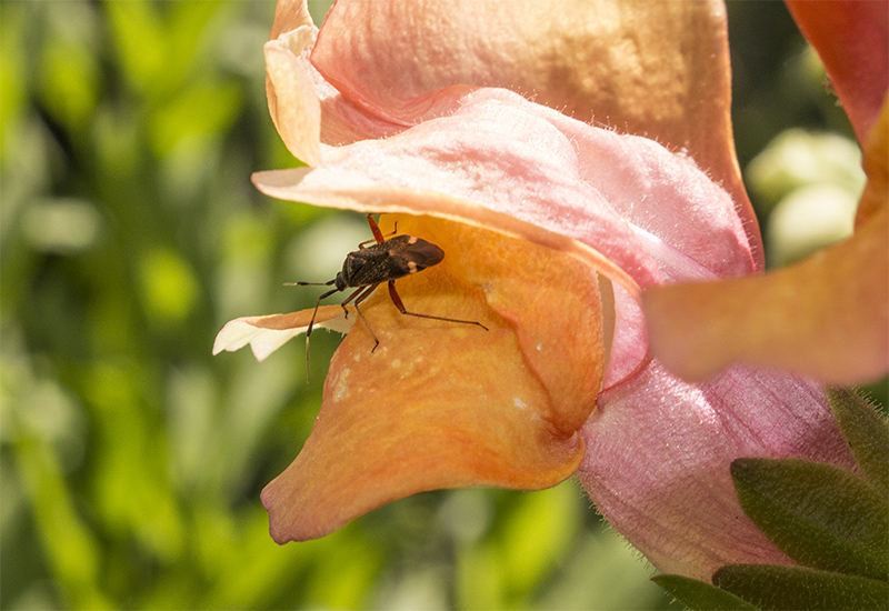 Nahaufnahme eines Insekts