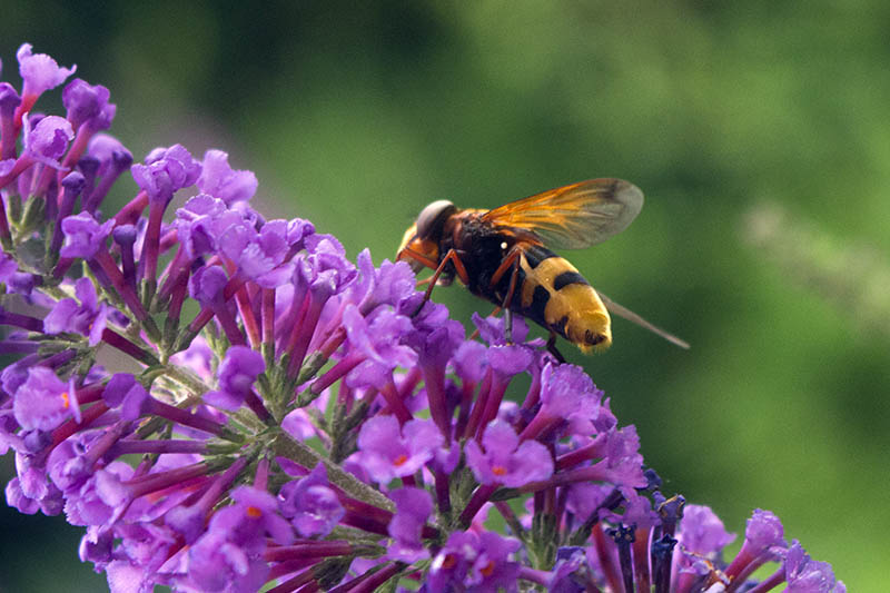 Hornissenschwebefliege, Nahaufnahme