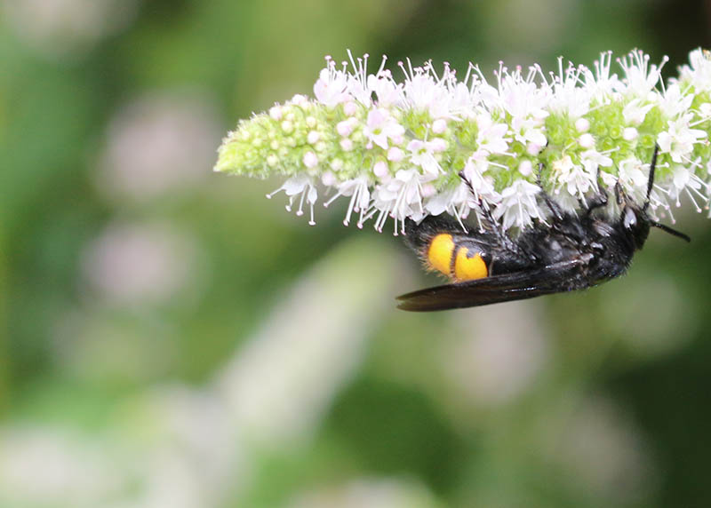 Nahaufnahme eines Insekts