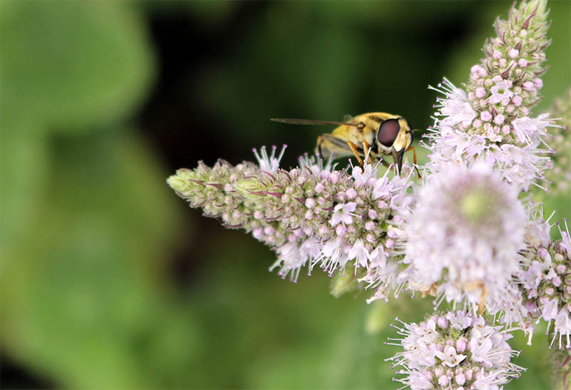 Nahaufnahme eines Insekts