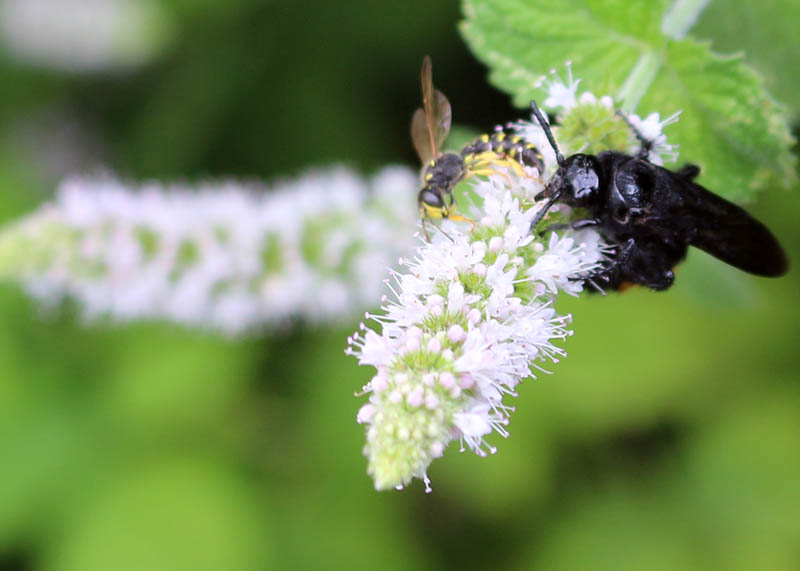 Insekten auf Minzblüte, Nahaufnahme