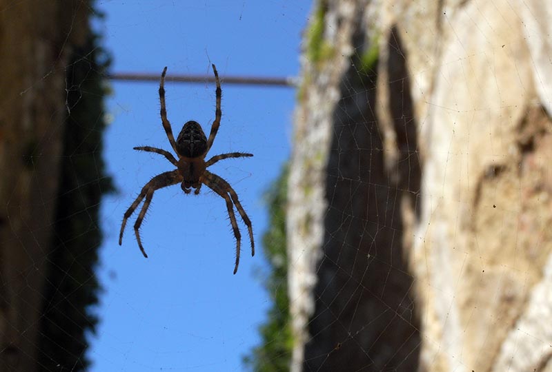 Nahaufnahme einer Kreuzspinne im Netz