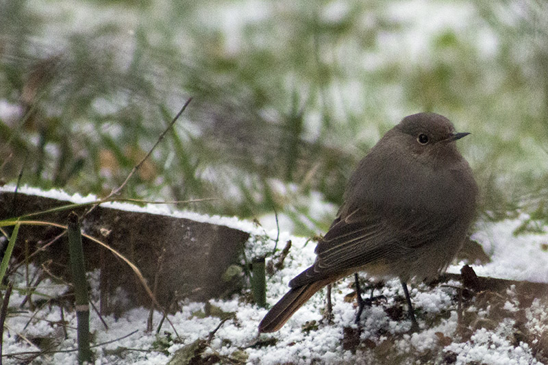 Rotschwänzchen im winterlichen Garten