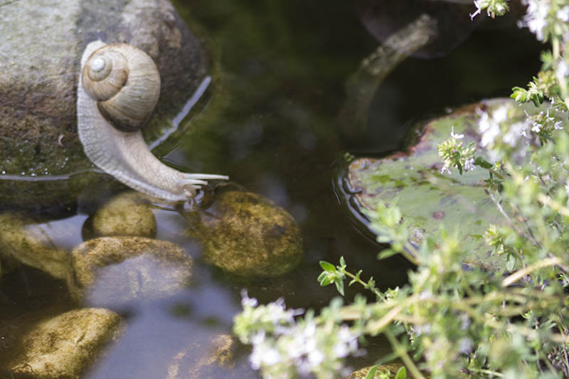 Weinbergschnecke