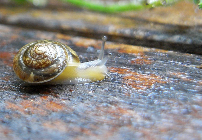 Keine Schnecke