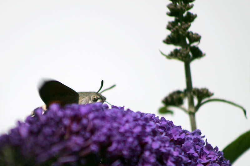 Taubenschwänzchen hinter einerBlüte