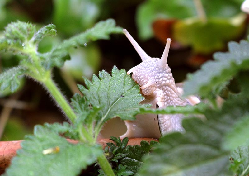 Nahaufnahme einer Weinbergschnecke