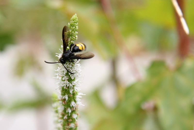 Nahaufnahme eines Insekts