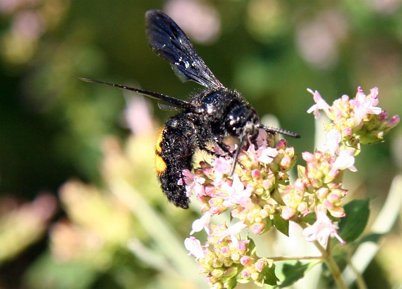 Nahaufnahme eines Insekts