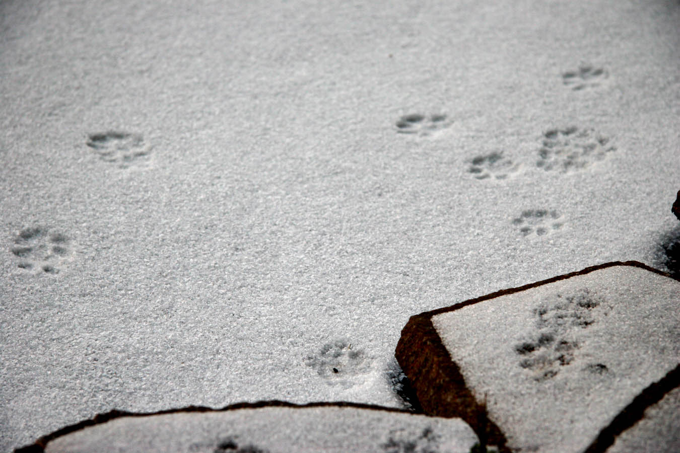 Spuren im Schnee