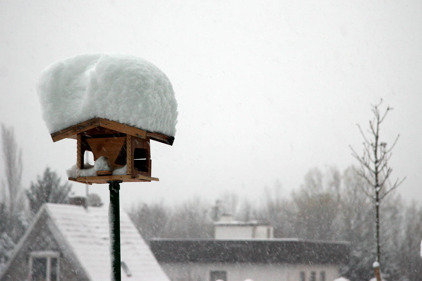 Vogelfutterhäuschen, eingeschneit