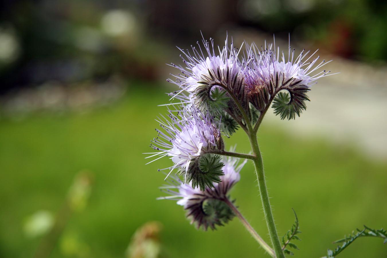 Bienenfreund