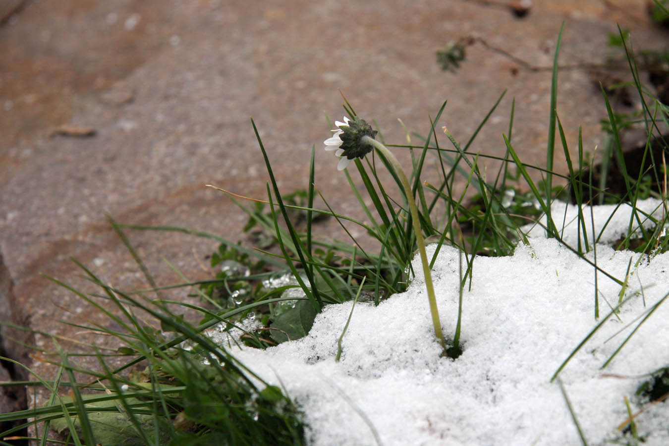 Gänseblümchen im Schnee