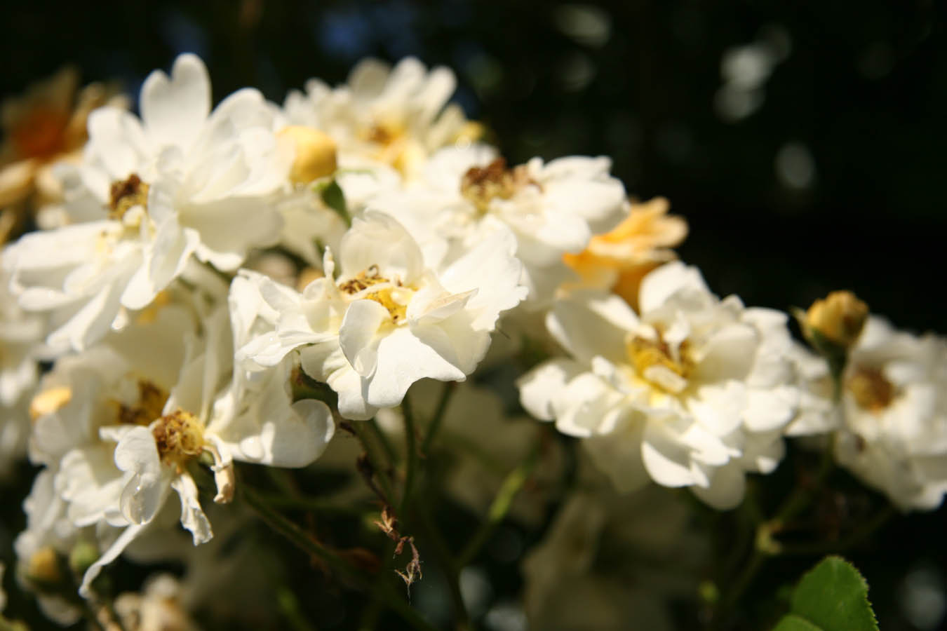 Rosenblüten