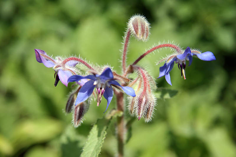 Nahaufnahme einer Borretsch-Blüte