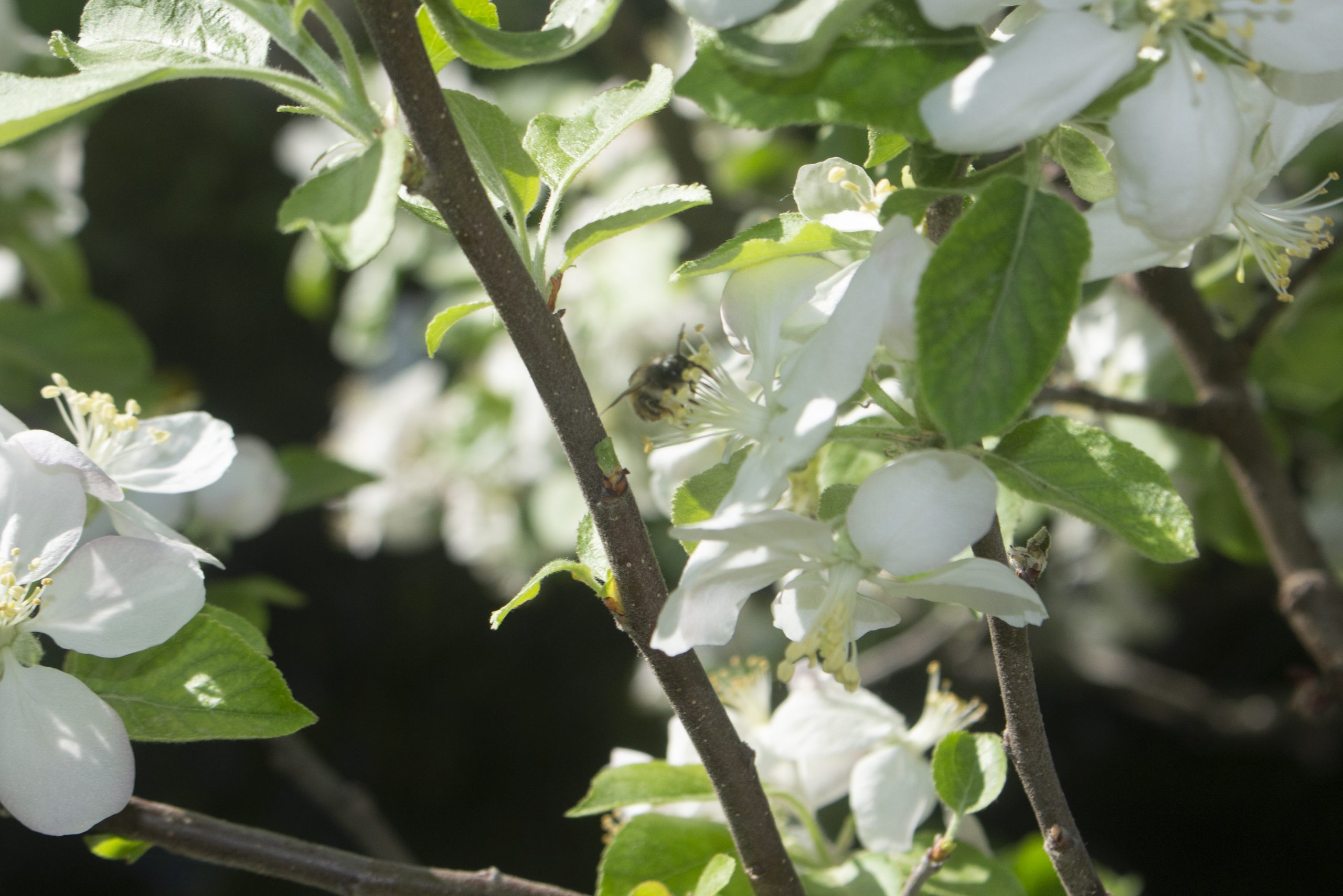 Apfelblüten