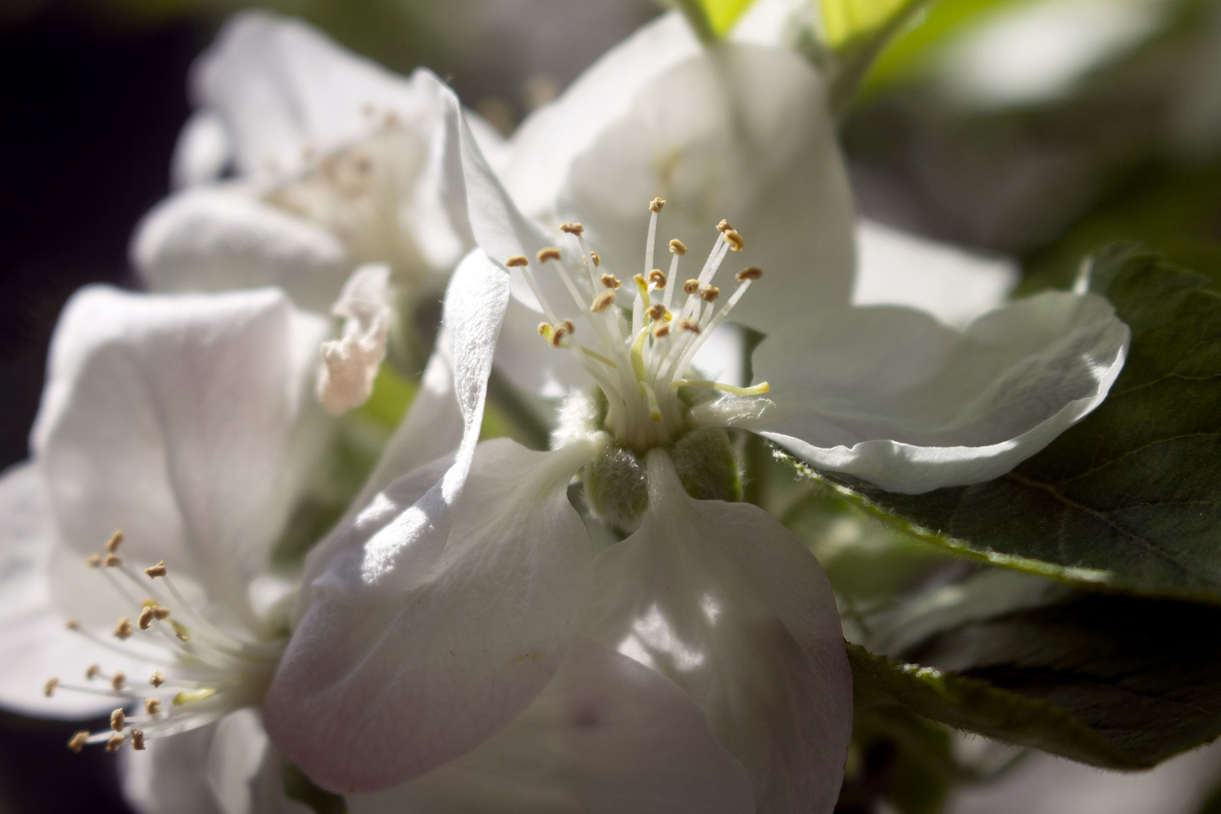 Apfelblüten, Nahaufnahme