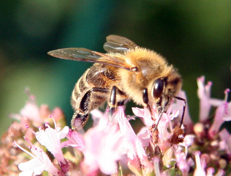 Nahaufnahme einer Biene auf einer Blüte