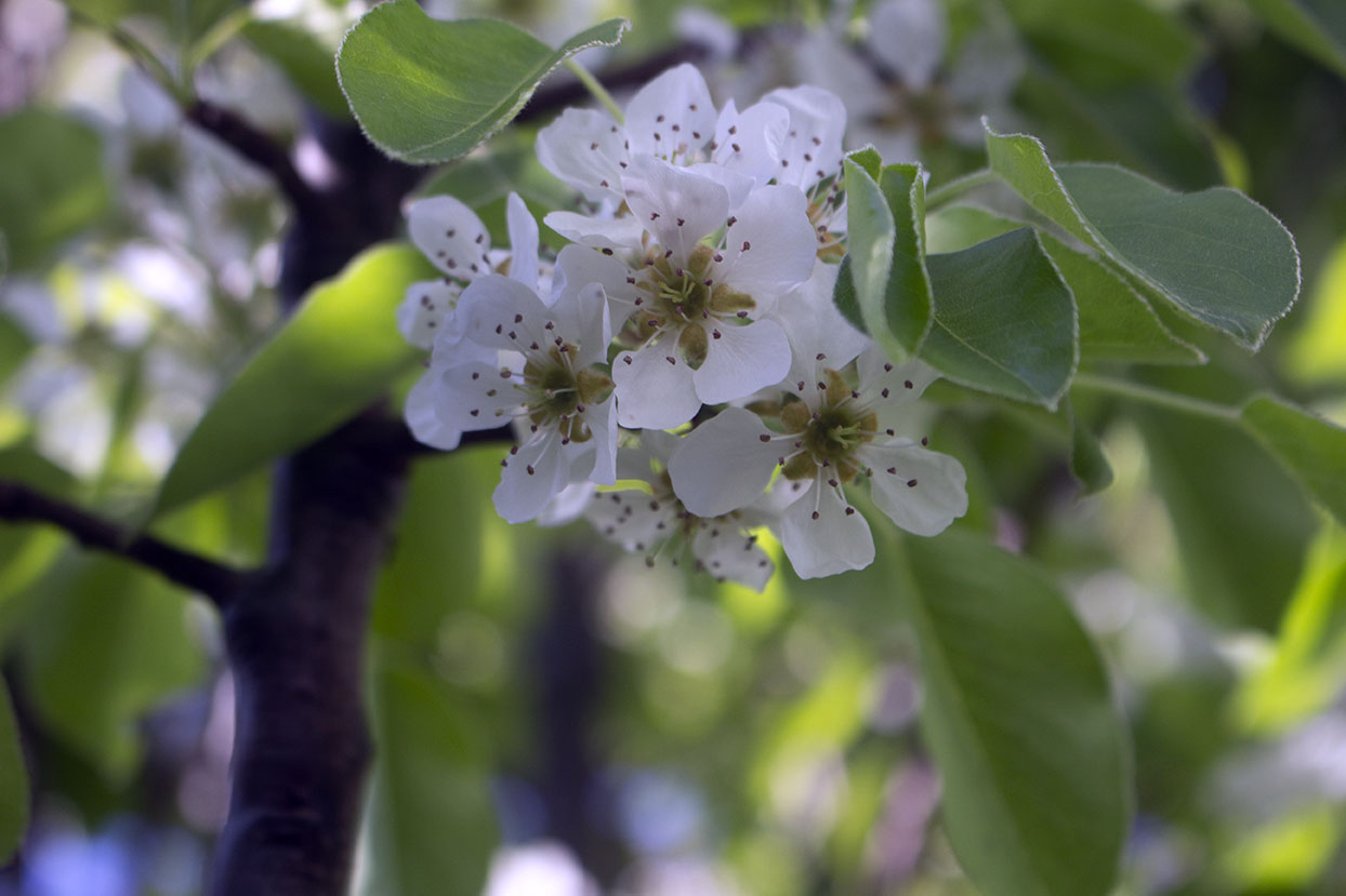 Birnenblüten, Nahaufnahme