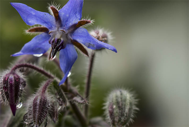 Nahaufnahme einer Borretsch-Blüte