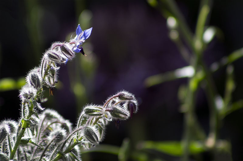 Nahaufnahme einer Borretschblüte