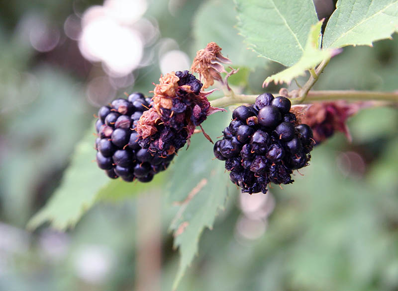 Brombeeren