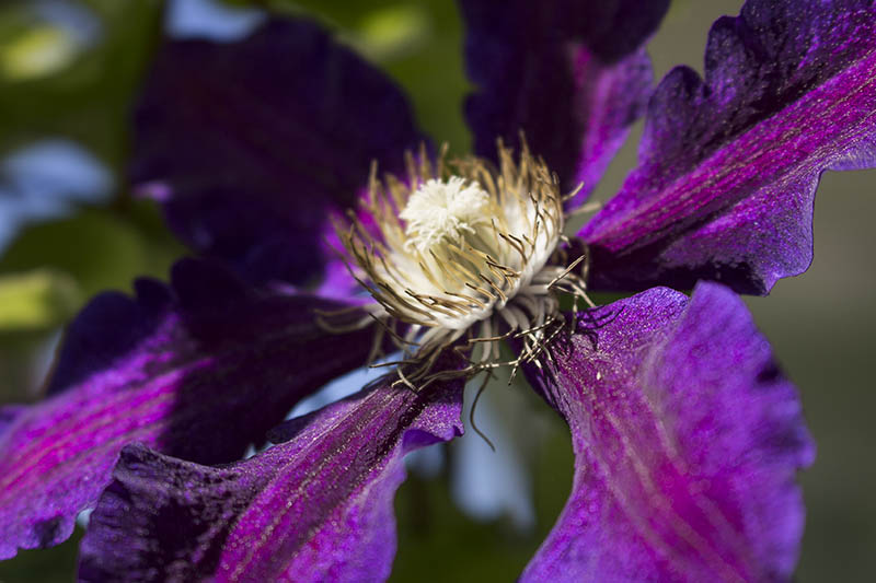 Nahaufnahme einer lila Clematis