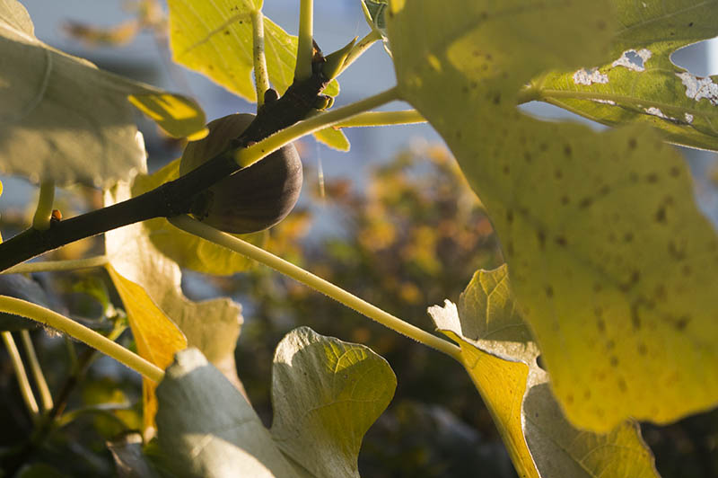 Feigenblätter im Herbst