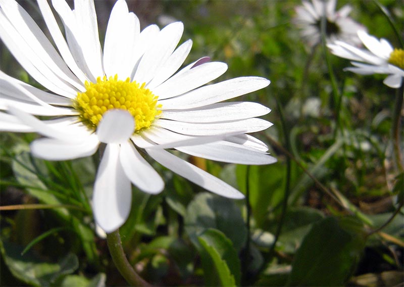 Gänseblümchen, Nahaufnahme