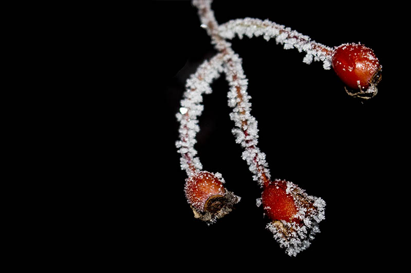 Hagebutten mit Eiskristallen