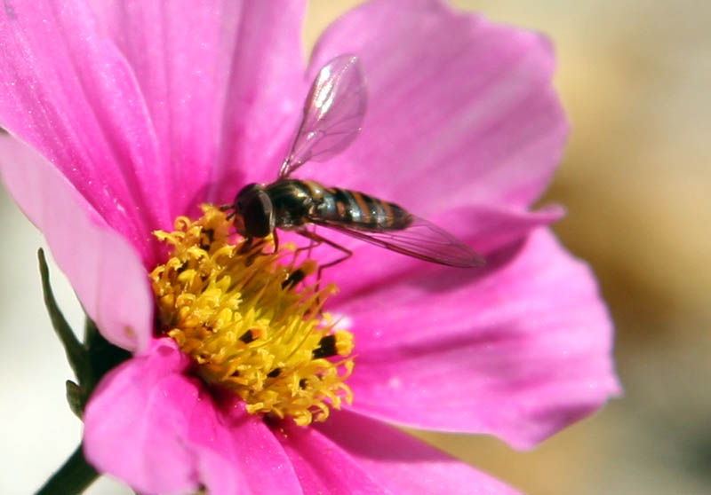 Nahaufnahme eines Insekts auf einer rosa Blüte