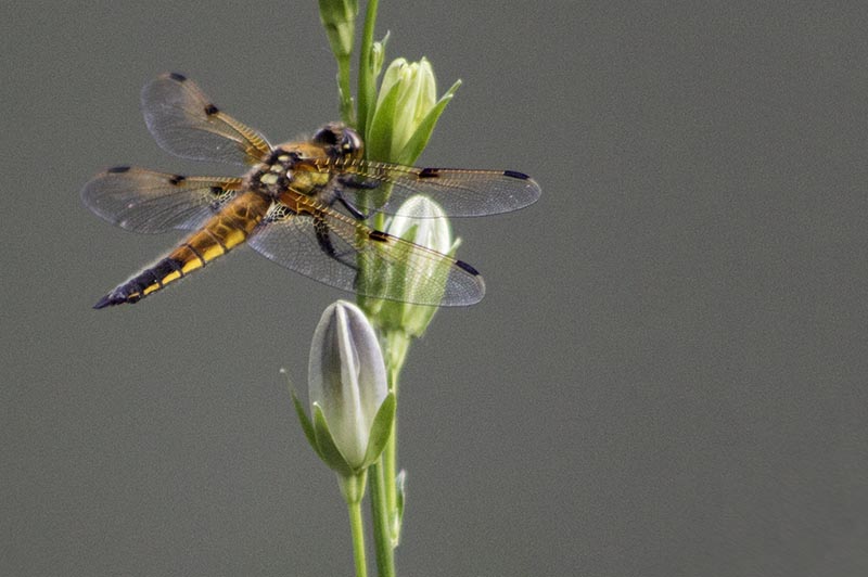 Nahaufname einer Libelle