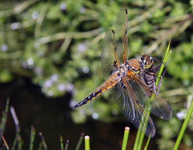 Nahaufnahme einer Libelle