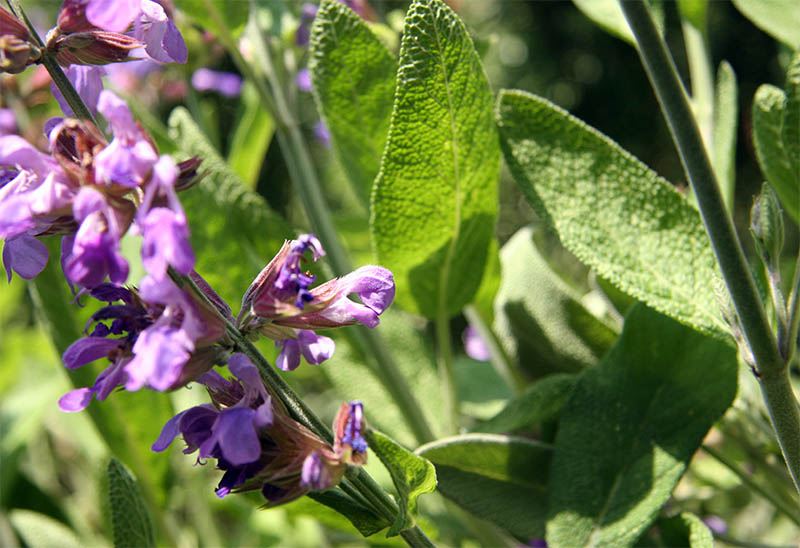 Salbeiblüte, Nahaufnahme