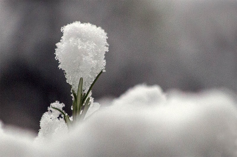 Schneehut auf Rosmarinzweig