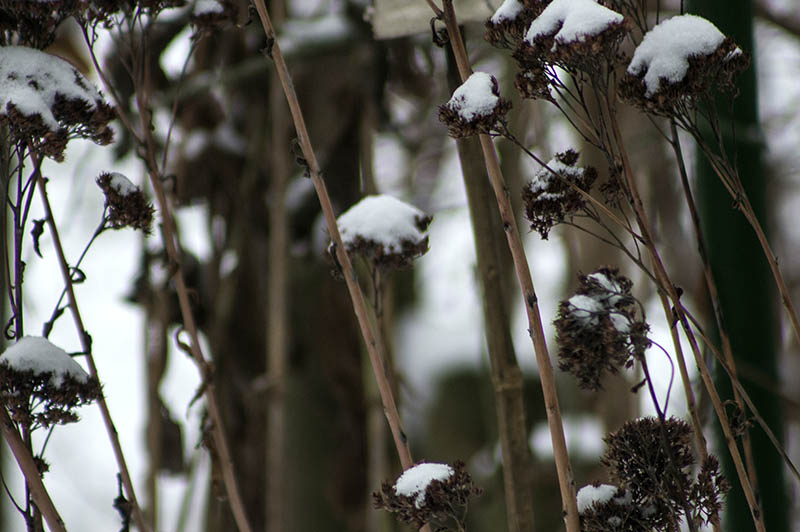 Verdorrte Blüten mit Schneehüten