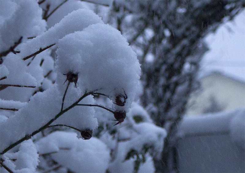 Schnee auf Hagebutten