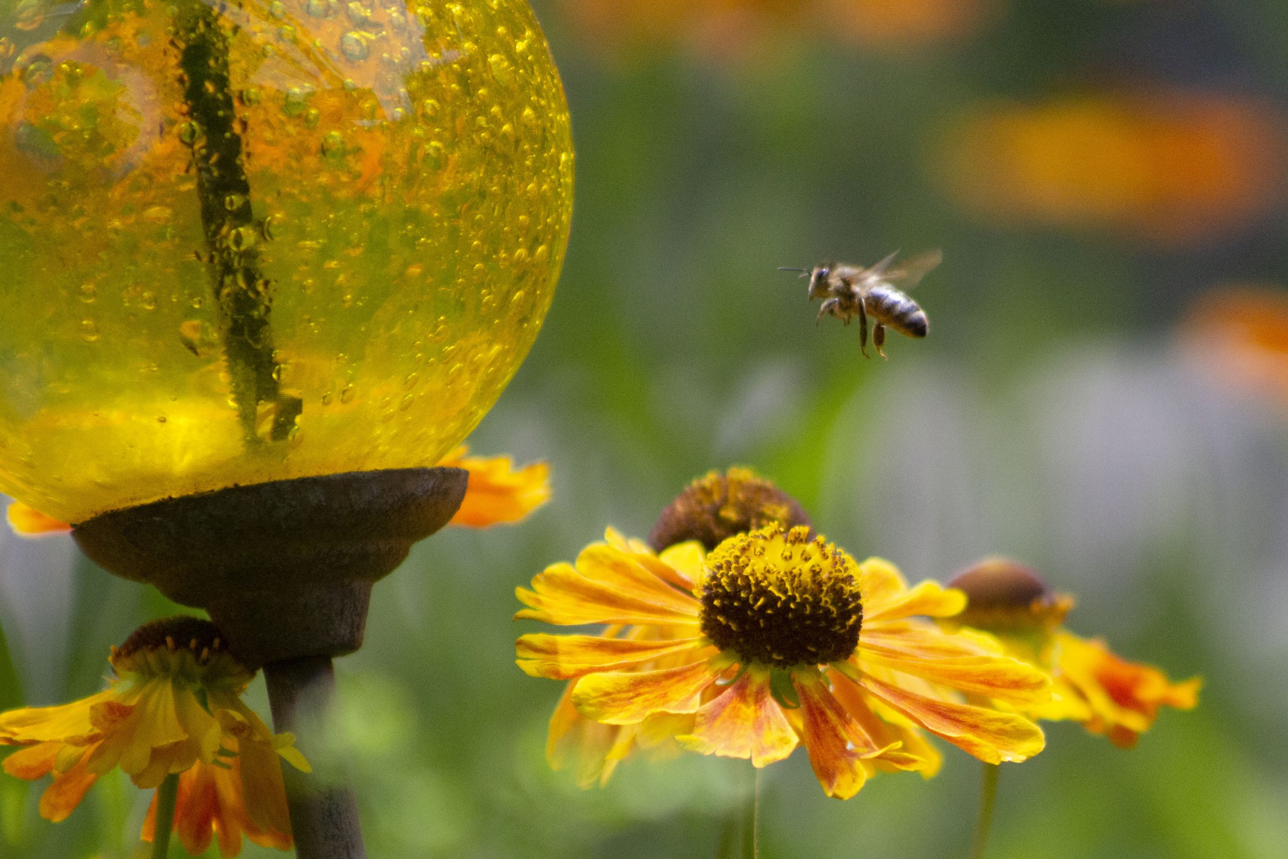 Biene, die auf einer Sonnenhut-Blüte landen will