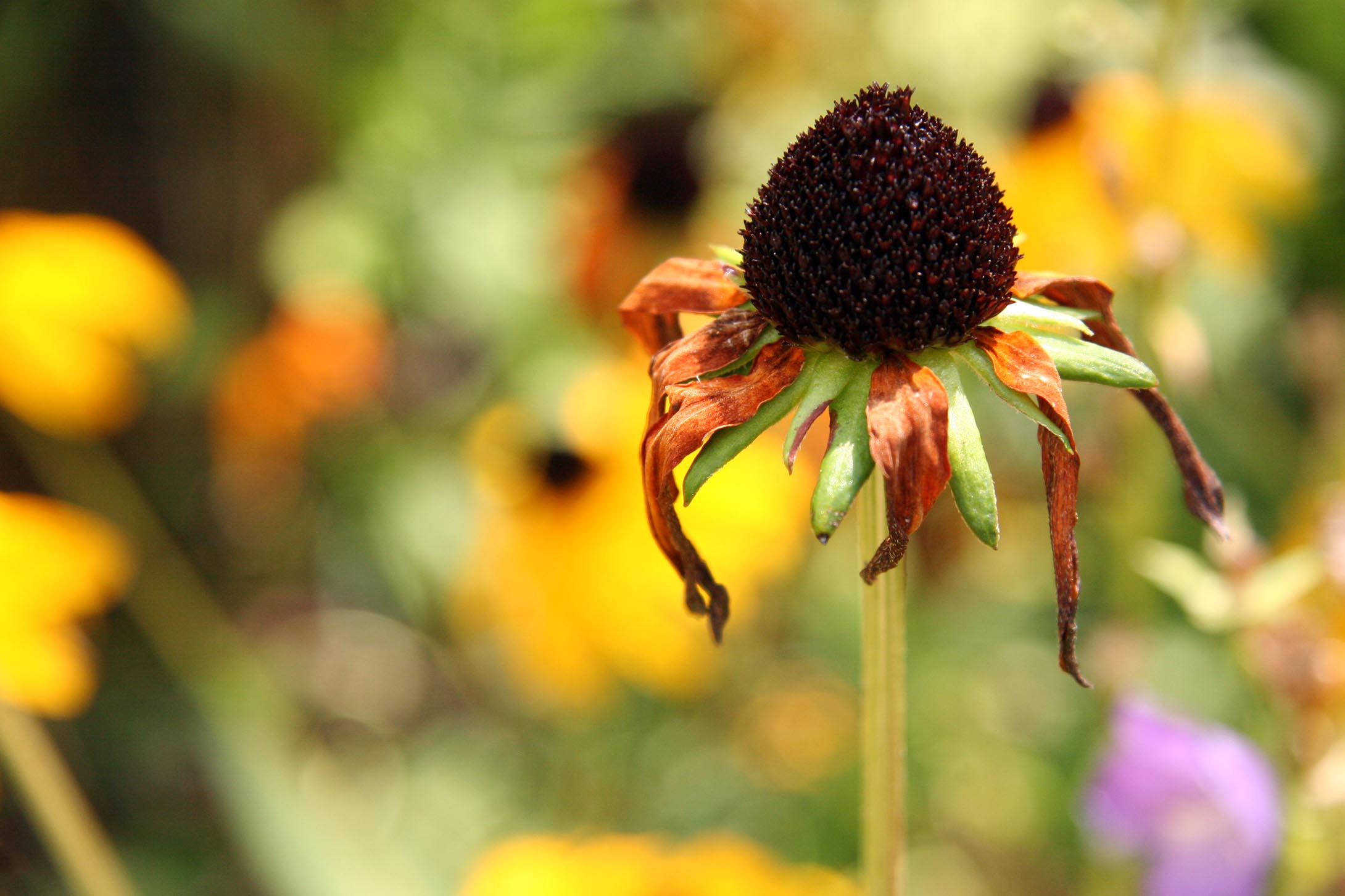 Sonnenhut Blüte, leicht verblüht