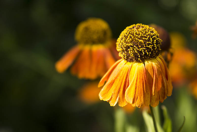 Nahaufnahme einer Sonnenhutblüte