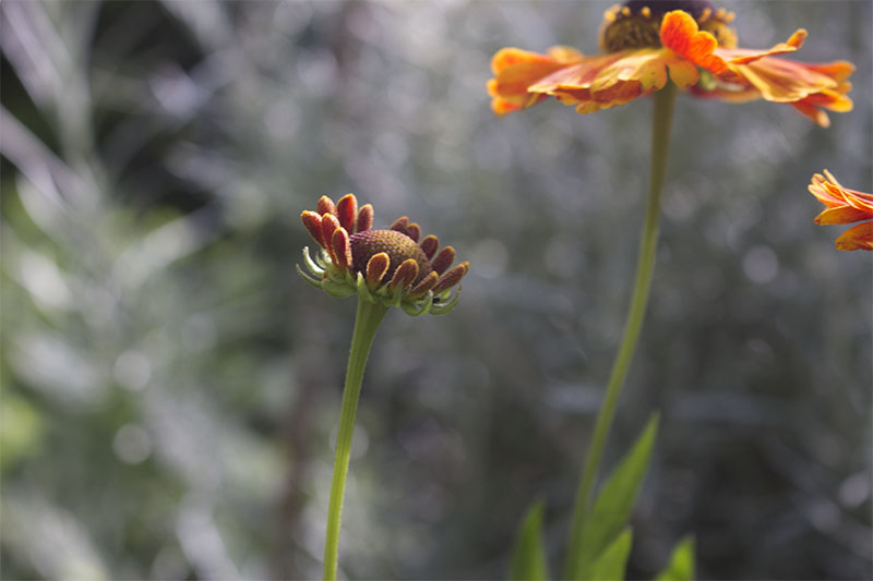 Nahaufnahme einer Sonnenhutblüte