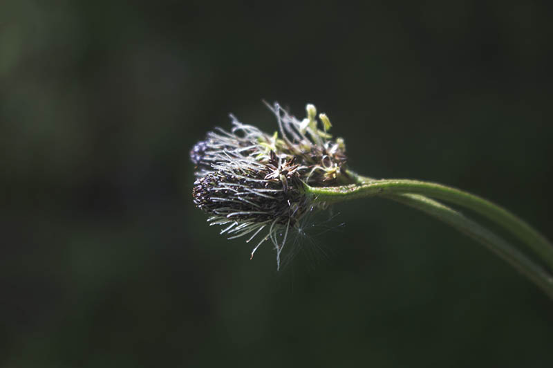 Nahaufnahme einer Spitzwegerichblüte